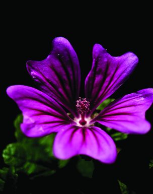 Nuit au Jardin Camifolia