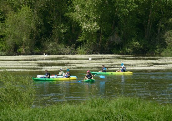 Canoë-kayak à Montjean-sur-Loire avec Pagaies de Loire