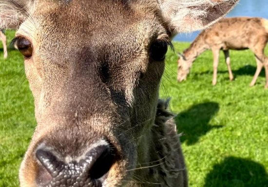 Visite de la Ferme des Cerfs de la Fardellière