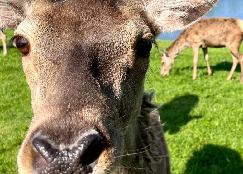 Visite de la Ferme des Cerfs de la Fardellière