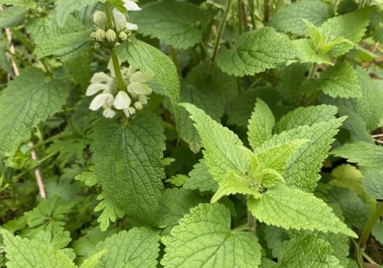 Rendez-Vous Nature en Anjou  : L&rsquo;art des tisanes