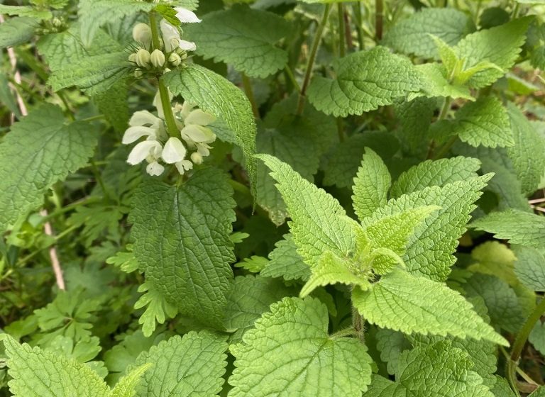 Rendez-Vous Nature en Anjou  : L&rsquo;art des tisanes