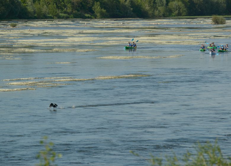 Base de canoë-kayak Pagaies de Loire à Montjean-sur-Loire