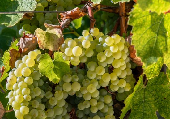 C&rsquo;est quoi ton entreprise 2026 ? Domaine le petit Bois Bruneau