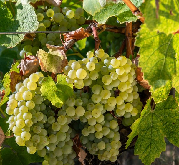 C&rsquo;est quoi ton entreprise ? Domaine le petit Bois Bruneau