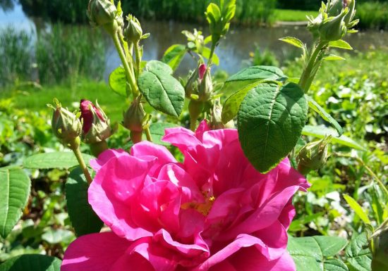 Atelier « Initiation à la parfumerie »