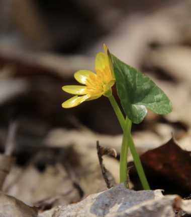 Balade photographique « C&rsquo;est le printemps » dans le parc de Beaupréau