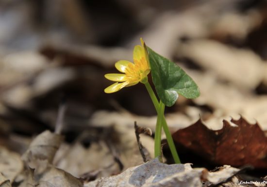 Balade photographique « C&rsquo;est le printemps » dans le parc de Beaupréau