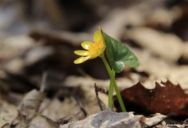 Balade photographique « C&rsquo;est le printemps » dans le parc de Beaupréau