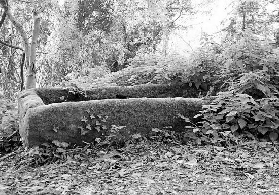 Balade photographique « Spécial noir et blanc » dans le parc de Beaupreau, avec Sylvie de EMBALLADES PHOTO