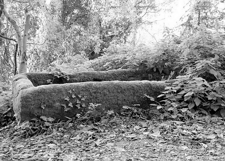 Balade photographique « Spécial noir et blanc » dans le parc de Beaupreau, avec Sylvie de EMBALLADES PHOTO