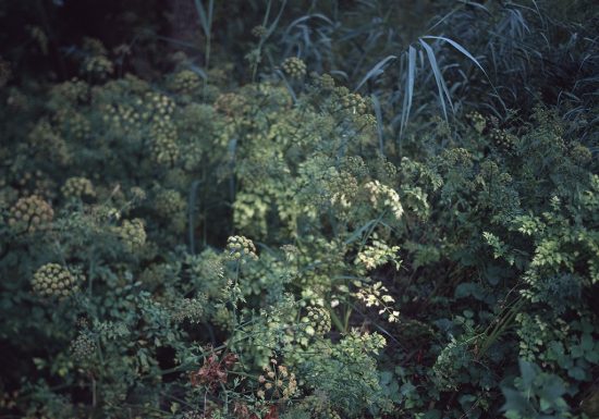 Exposition « Recife » de Cécile Genest