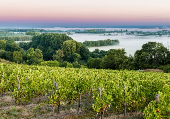 Route des vins – Loire sauvage et corniche angevine