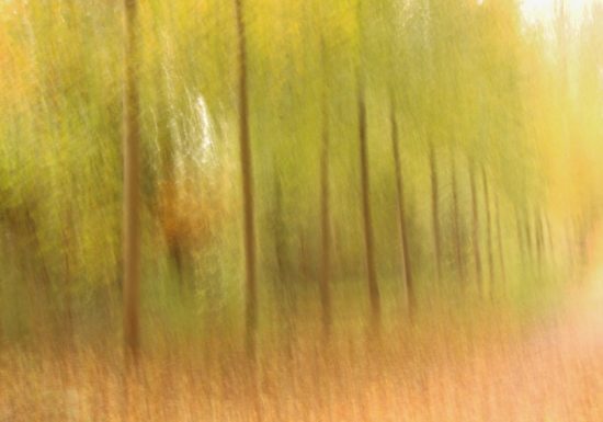 Balade photographique « Spécial lensball » dans le parc de Beaupreau