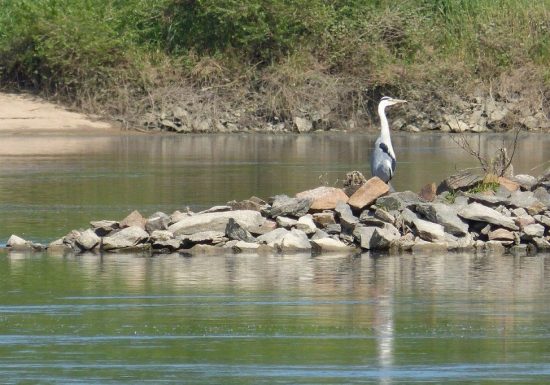 Croisière Ornithologique avec la LPO à bord de La Luce