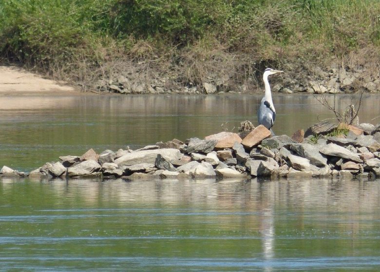 Croisière Ornithologique avec la LPO à bord de La Luce