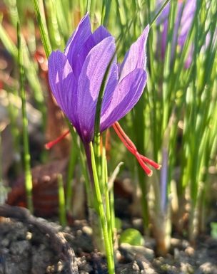Atelier « Cuisiner le safran »
