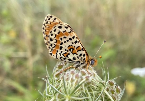Rendez-vous Nature en Anjou : Nos amis lépidoptères