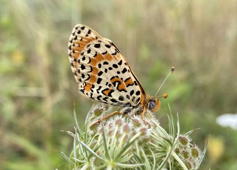 Rendez-vous Nature en Anjou : Nos amis lépidoptères
