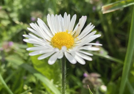 Rendez-Vous Nature en Anjou  : petit Botaniste