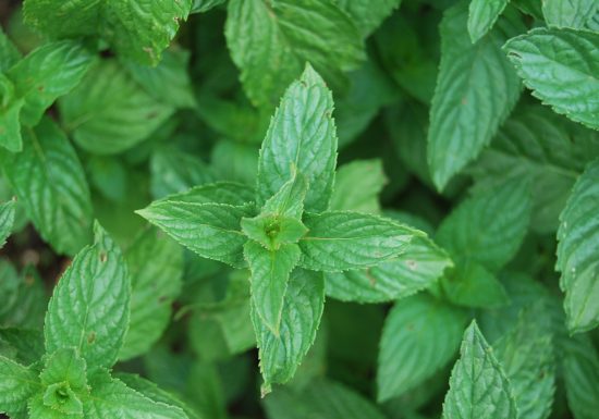 Atelier cuisiner les plantes du Jardin Camifolia