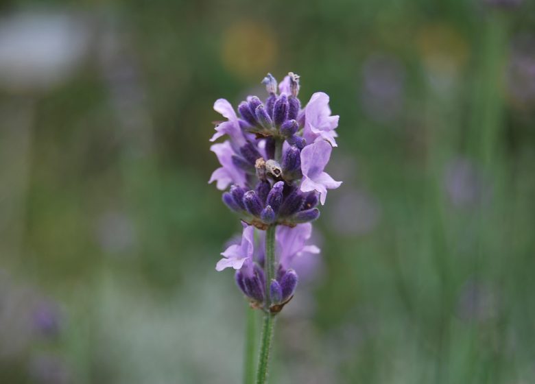 Atelier Fabriquer son papier au Jardin Camifolia