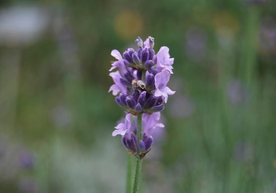 Atelier Limonades et Sirops