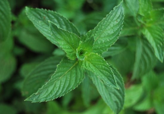 Atelier Limonades et Sirops