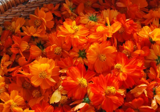 Atelier Teinture Végétale