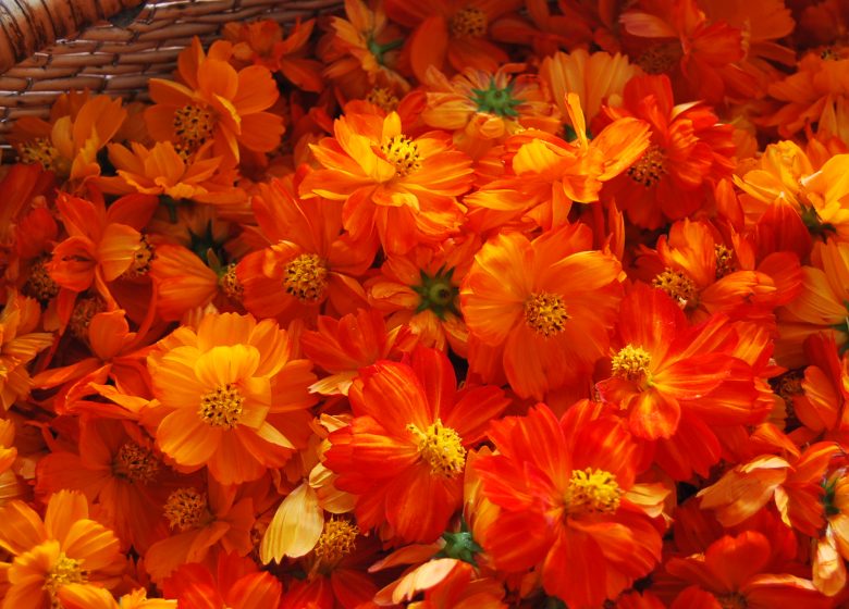 Atelier Teinture Végétale