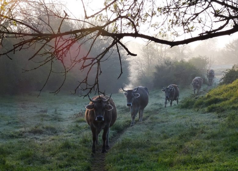 GAEC Bellis Perennis