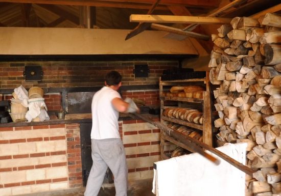 GAEC Bellis Perennis