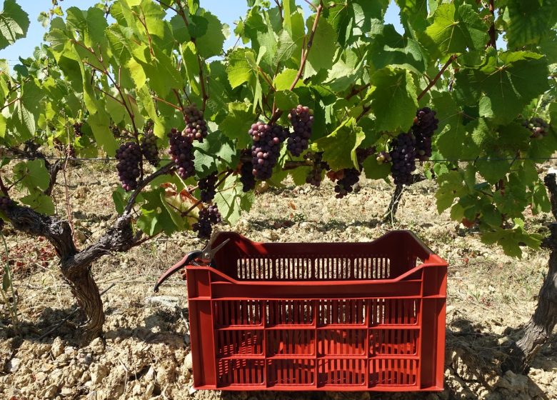 Domaine Les Pierres Meslières
