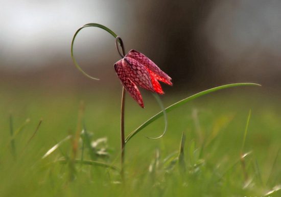 Balade photographique « Les goganes des boires de Drain »