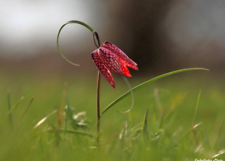 Balade photographique « Les goganes des boires de Drain »