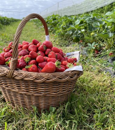 Vergers de La Grande Monnerie