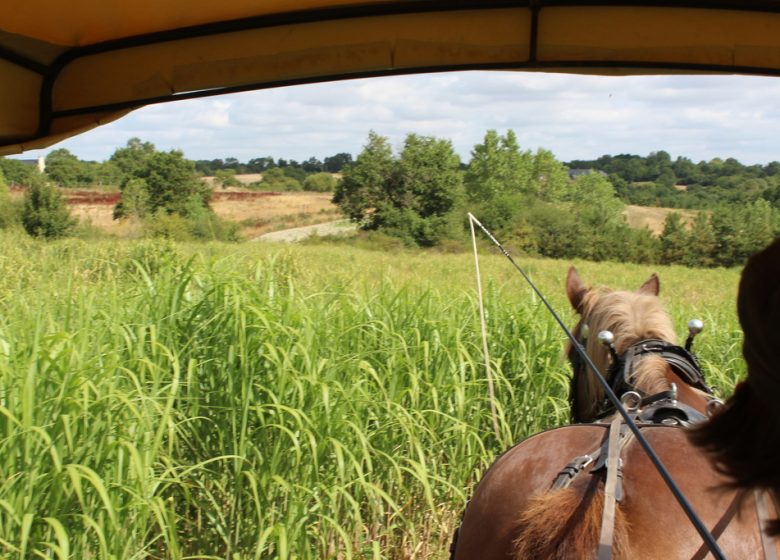 Balade à cheval et à poney avec l&rsquo;association « À quatre temps »