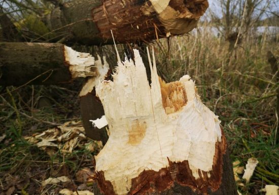 Balade sur la Loire au coucher du soleil à bord d&rsquo;un bateau traditionnel avec Fer de Loire