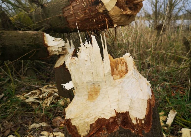 Balade sur la Loire au coucher du soleil à bord d&rsquo;un bateau traditionnel avec Fer de Loire