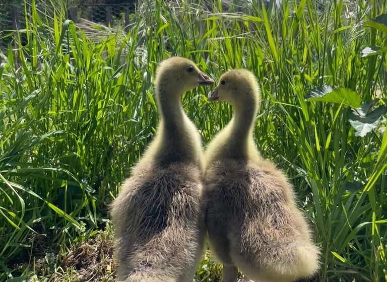 Parenthèse bucolique : instants privilégiés entre nature et mémoire animale