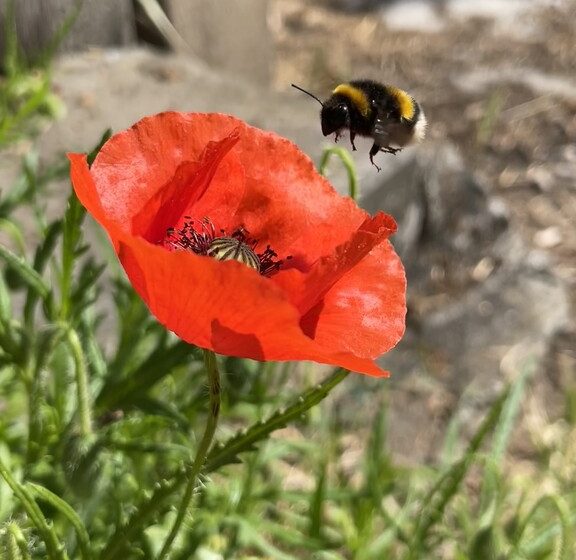 Parenthèse bucolique : instants privilégiés entre nature et mémoire animale