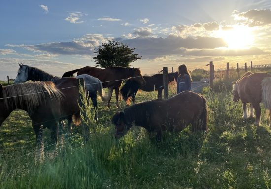 Balade à cheval et à poney avec l&rsquo;association « À quatre temps »