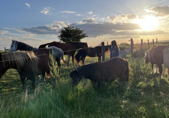 Stages été – Plongez dans l&rsquo;univers du cheval avec l&rsquo;association A quatre temps