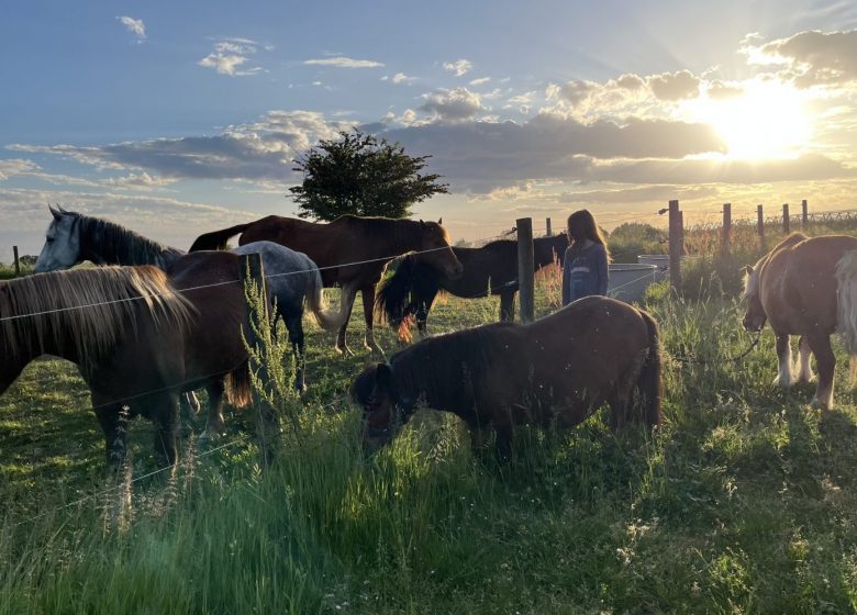 Stages été – Plongez dans l&rsquo;univers du cheval avec l&rsquo;association A quatre temps