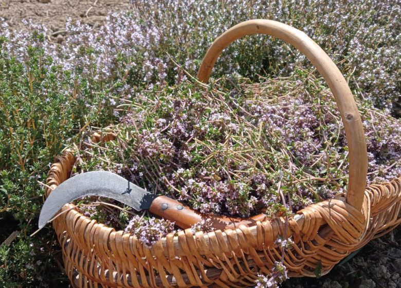 Les Herbes du Ruisseau
