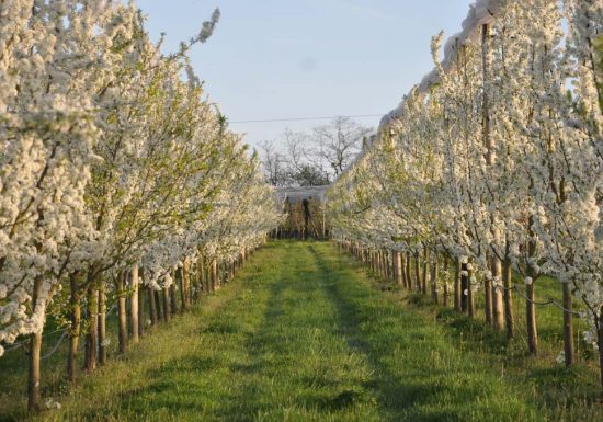 Le Jardin des Hespérides