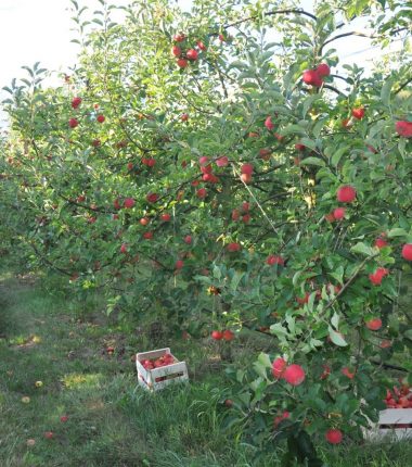 Le Jardin des Hespérides