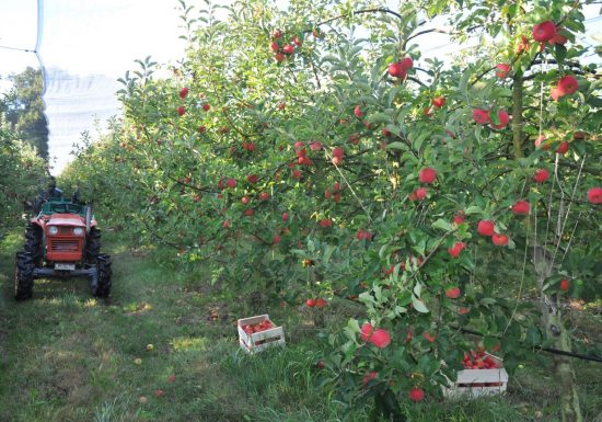 Le Jardin des Hespérides