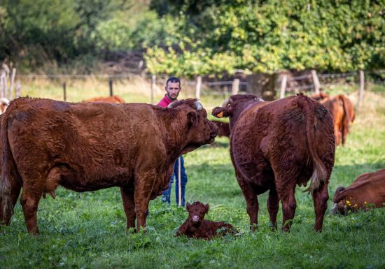 Lodges l&rsquo;Étable des Mauges