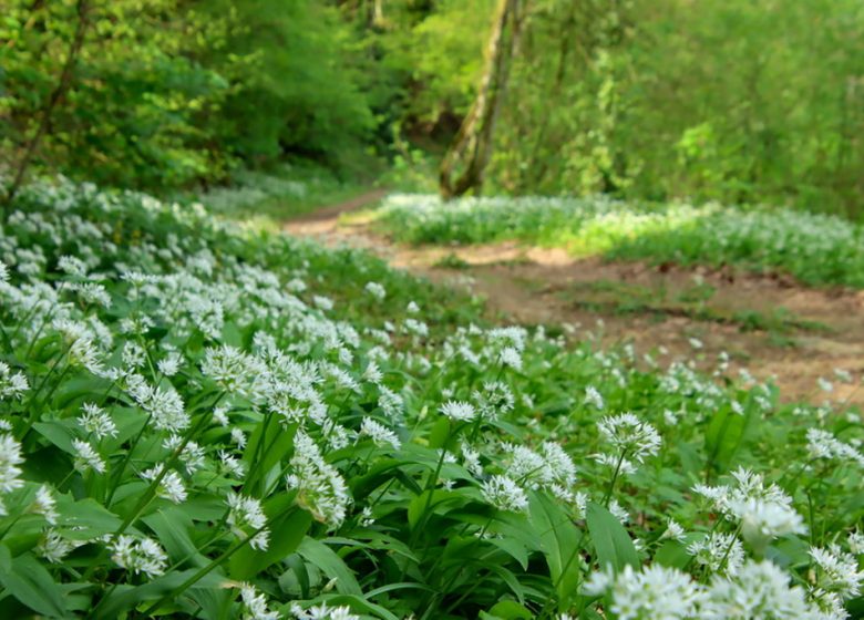 Balade photographique sur le site de la Gabardière au Fief-Sauvin